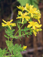 TSA HIPERICUM PERFORATUM 50 ML - doctorpill.it