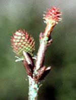 MSA PINUS MONTANA 50 ML - doctorpill.it