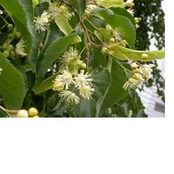 EIE TIGLIO 30 ML GOCCE - doctorpill.it