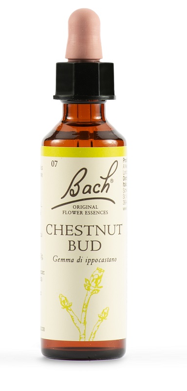 CHESTNUT BUD BACH ORIG 20 ML - doctorpill.it