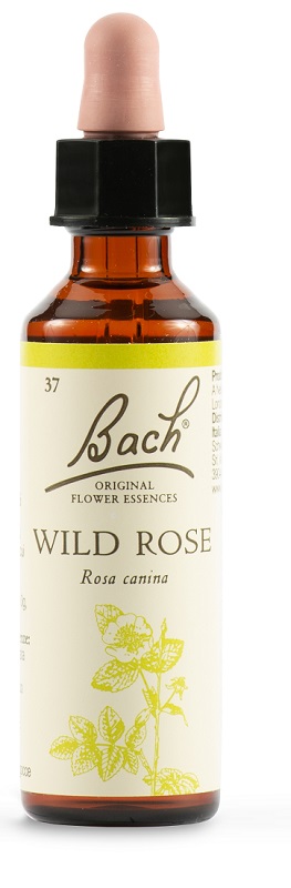 WILD ROSE BACH ORIG 20 ML - doctorpill.it